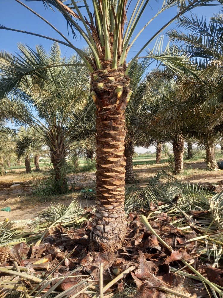 نخيل - 7