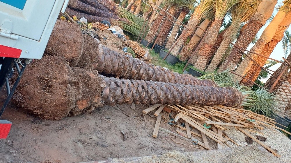 نخيل - 4