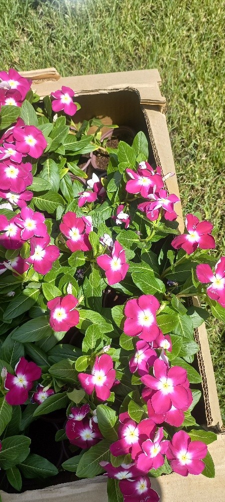 نقوم بزراعه العشب الاخضر - 4