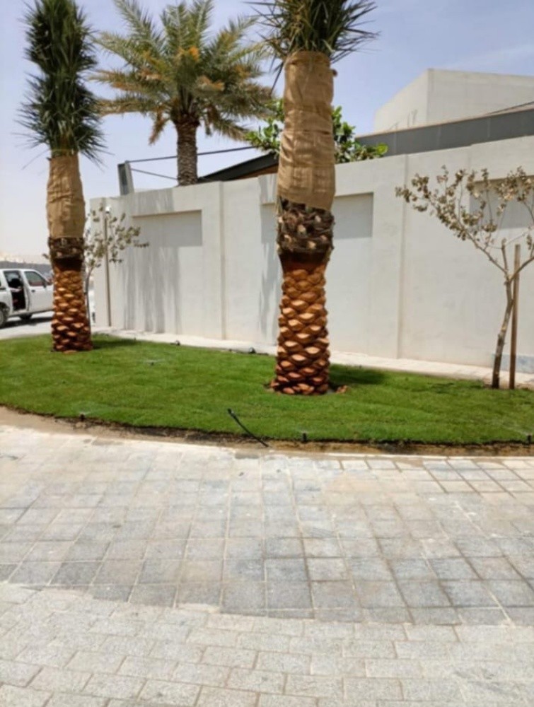 زراعة نخيل - 1
