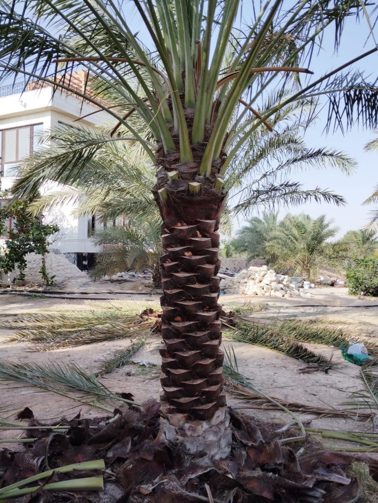 زراعة نخيل - 5