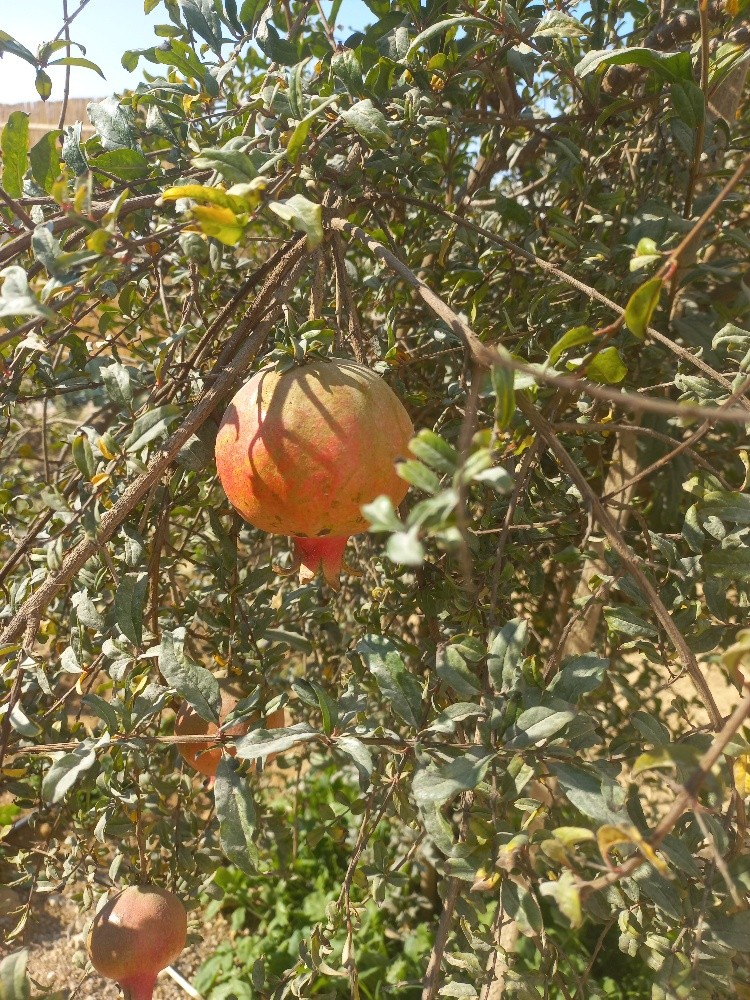 زراعة الخضروات - 7