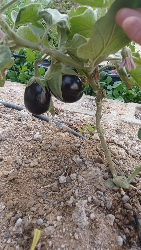 زراعة الخضروات - 2