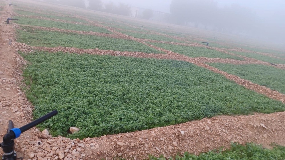 استصلاح مزارع الجت - 1