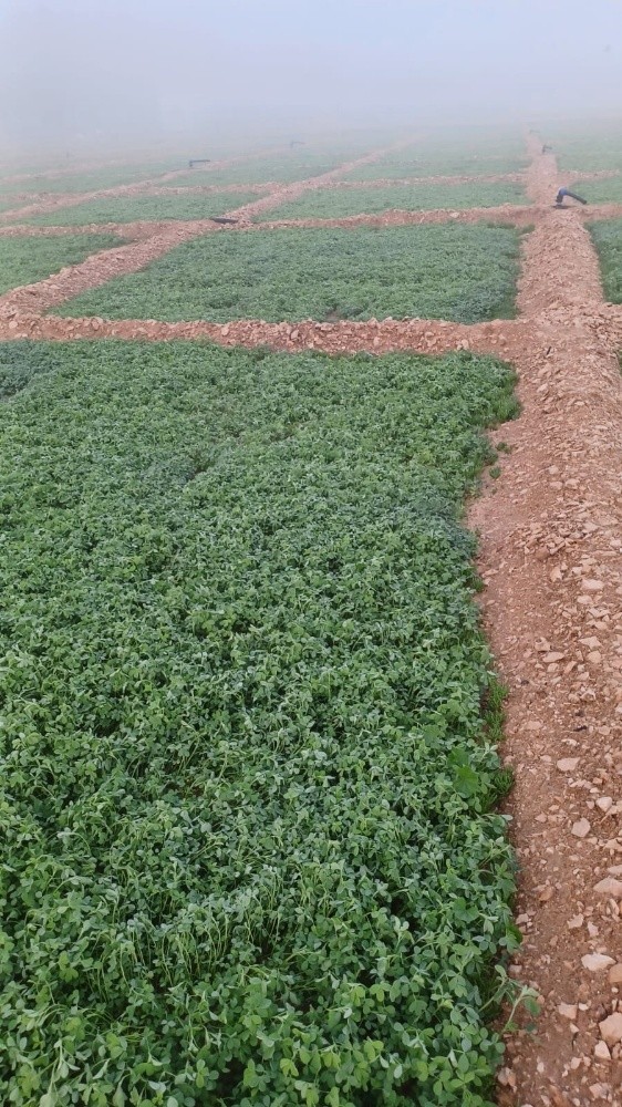 استصلاح مزارع الجت - 3