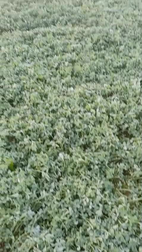 استصلاح الأراضي وزراعة الجت - 1
