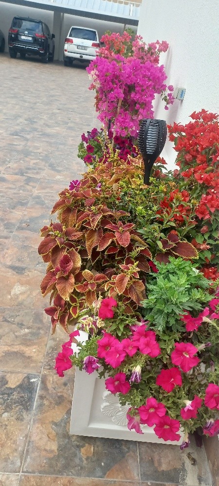 زراعة زهور - 5
