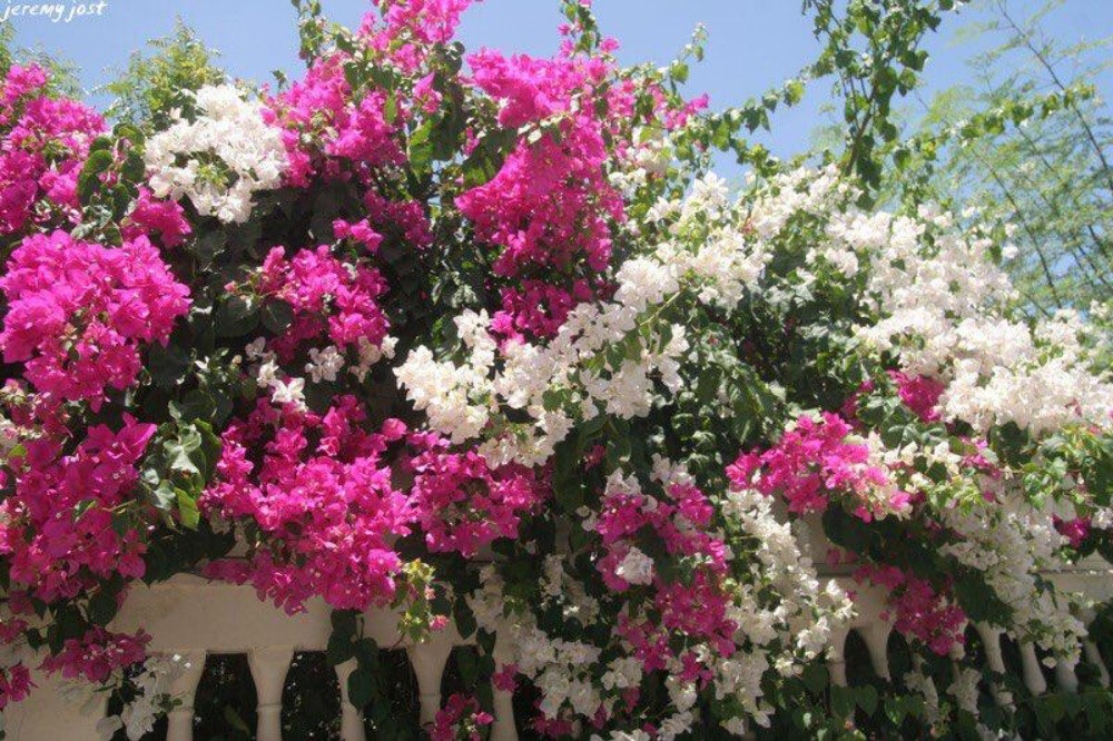 زراعة زهور - 3