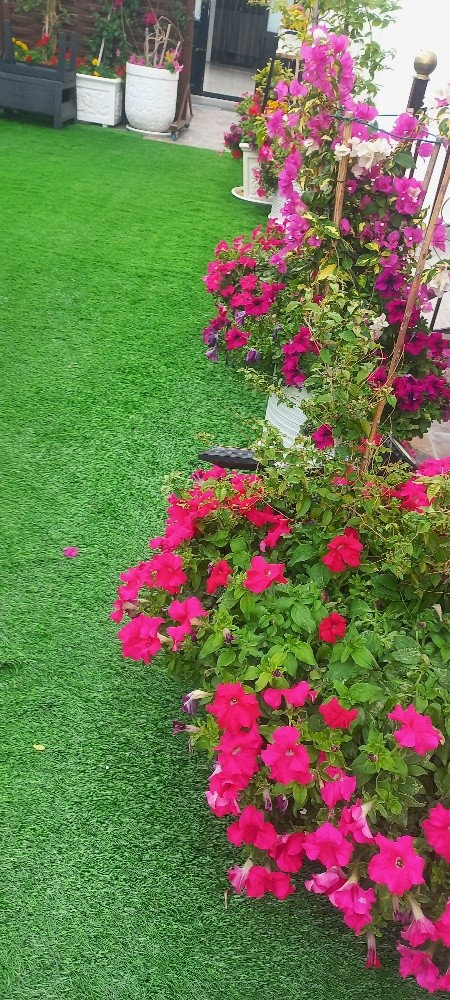 زراعة زهور - 6