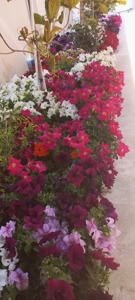 زراعة زهور - 4