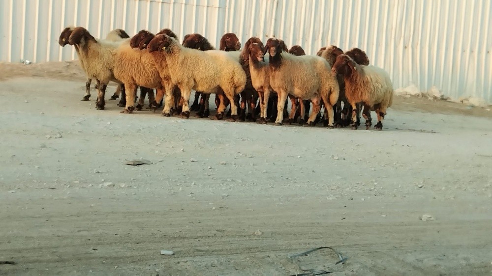 نشتري جميع انواع الحلال - 5