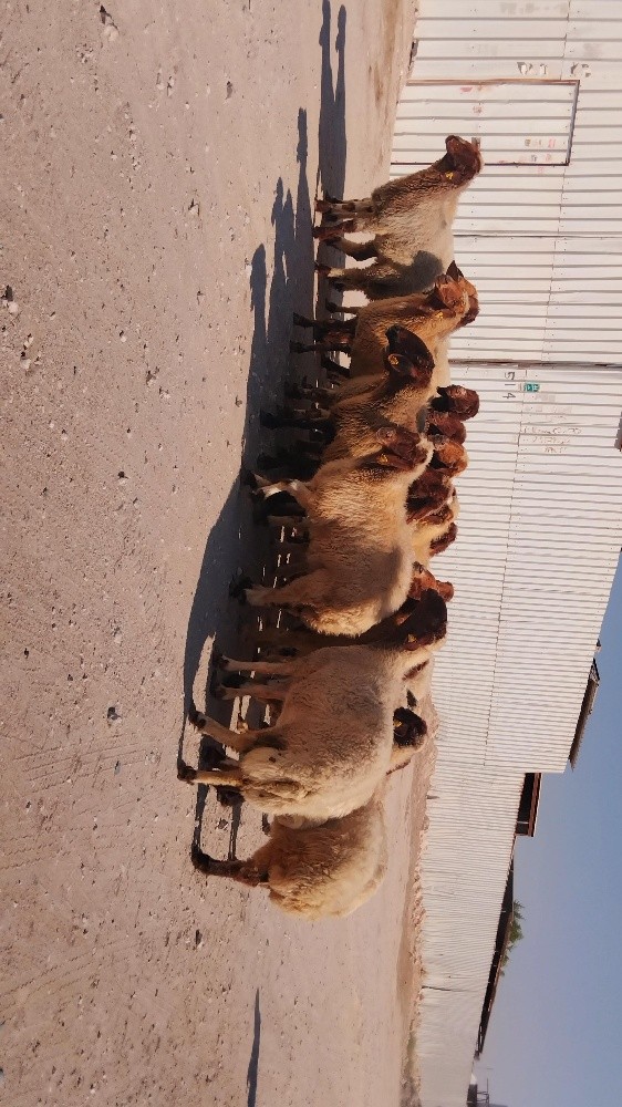 نشتري جميع انواع الحلال - 1