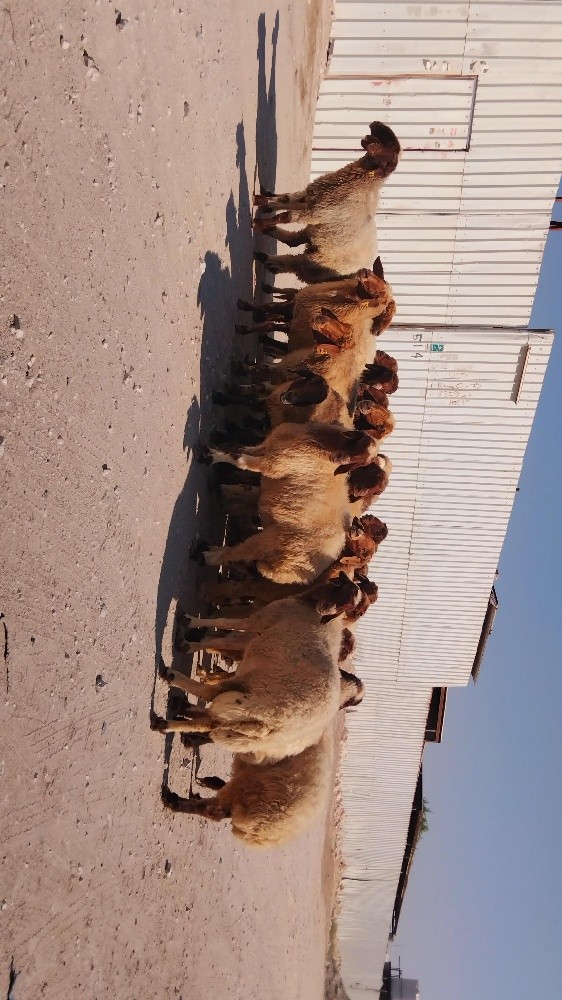 نشتري جميع انواع الحلال - 2