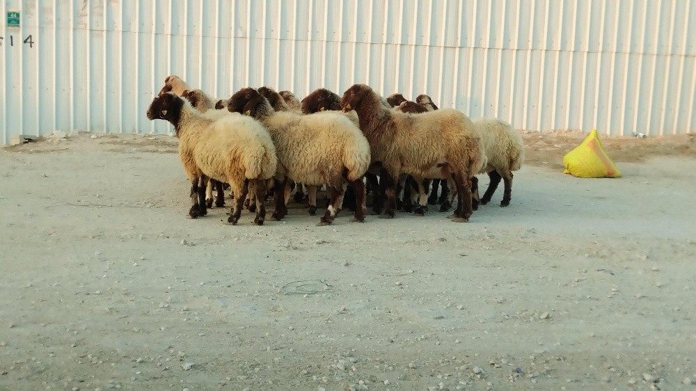 نشتري جميع انواع الحلال - 10