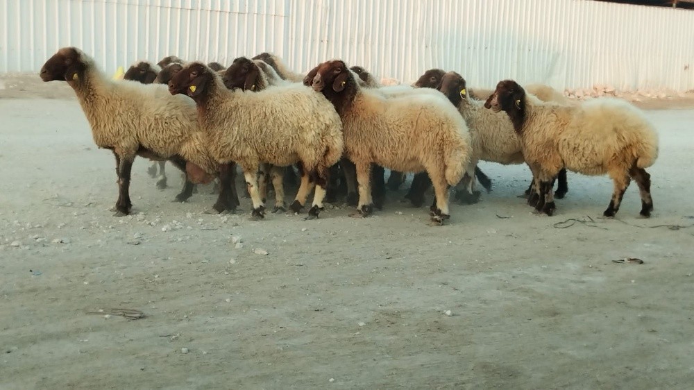 نشتري جميع انواع الحلال - 4