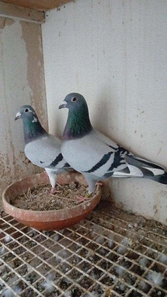 زاجل للسباق والتحدى - 12