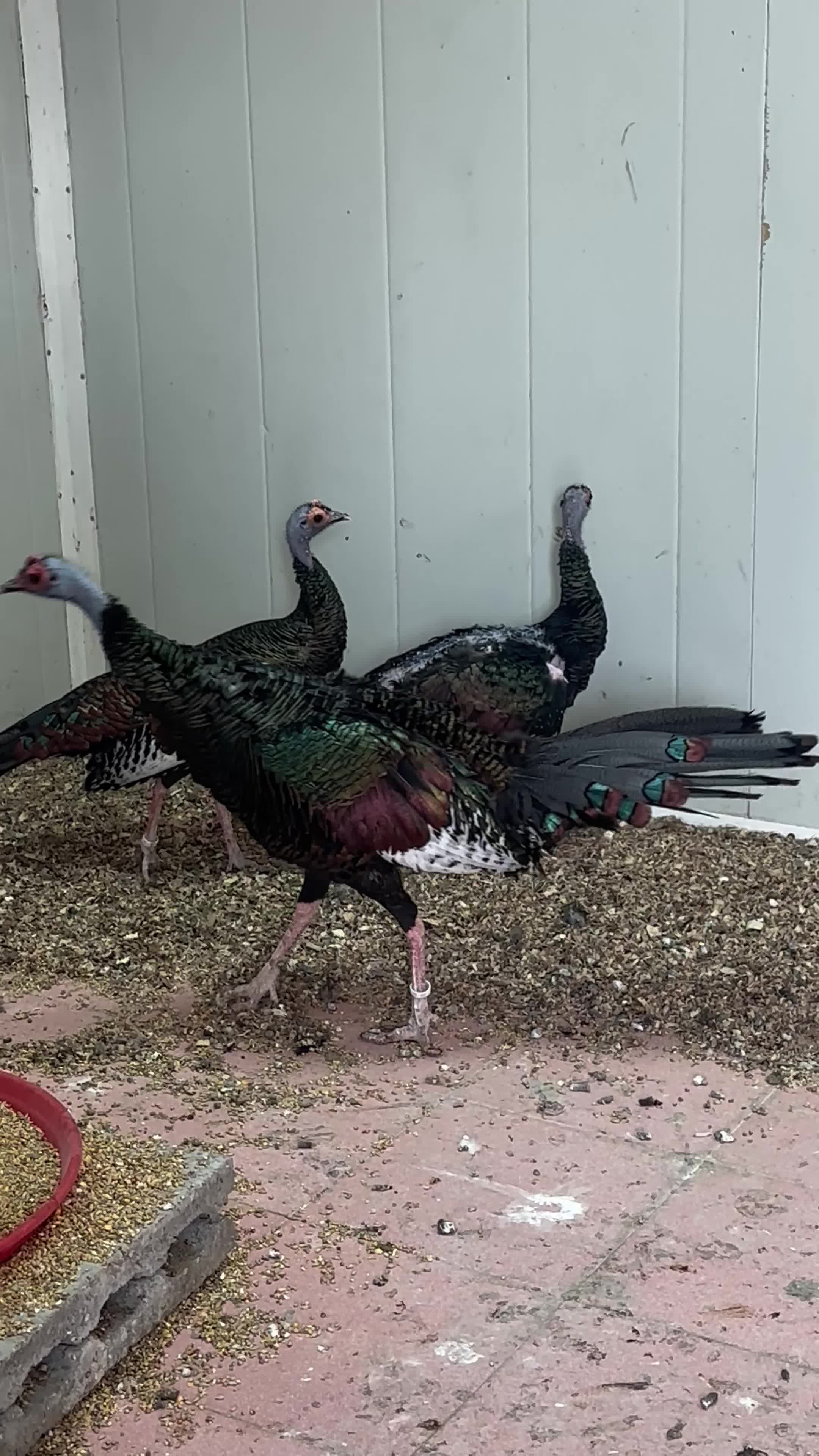 ocellated turkeys - 1