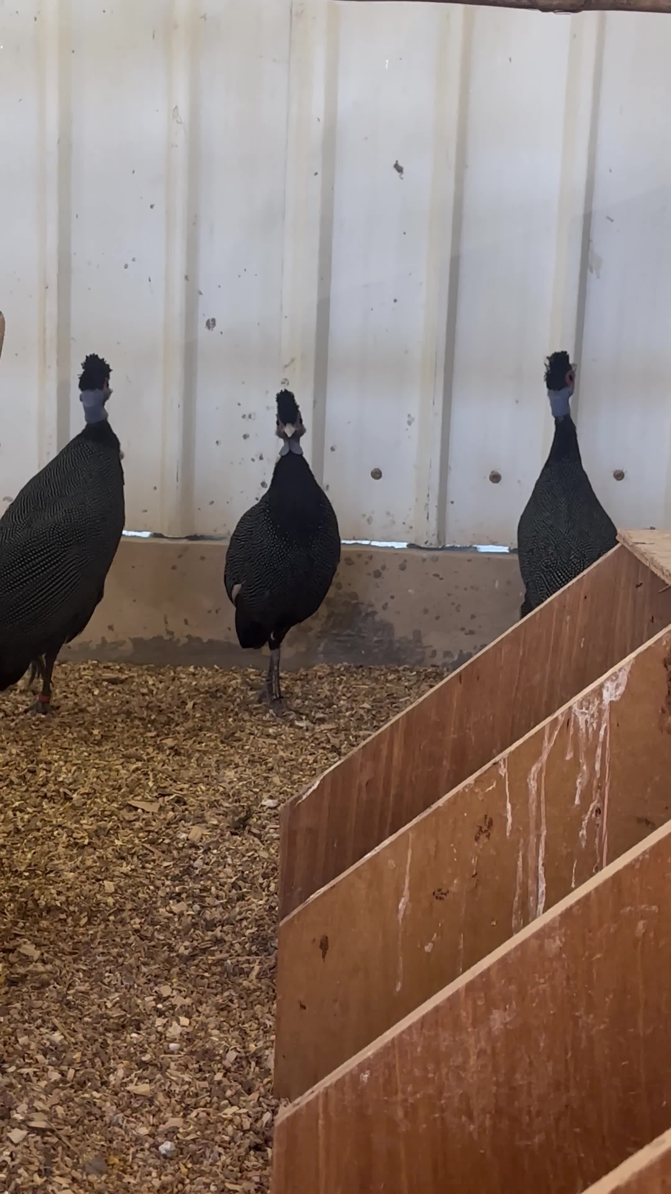 Crested guineafowl - 1