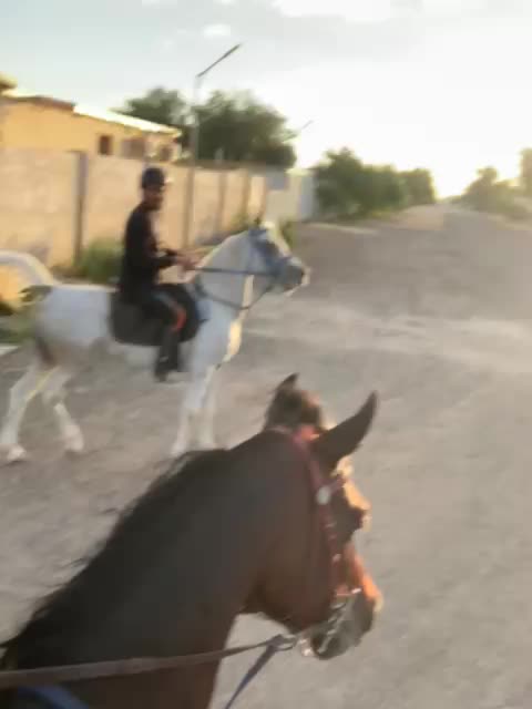مروض خيل - 1