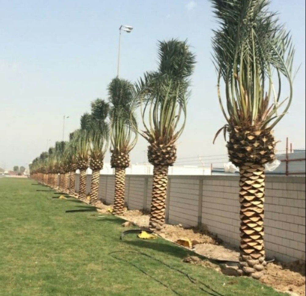 مصمم حدائق 55079950 - 1