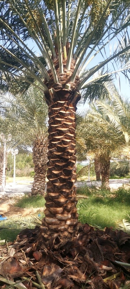 مصمم حدائق 55079950 - 6