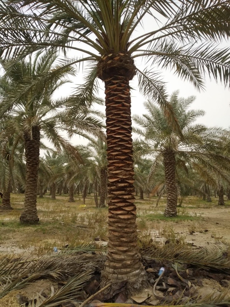 مزارع ومنسق حدائق 55079950 - 2
