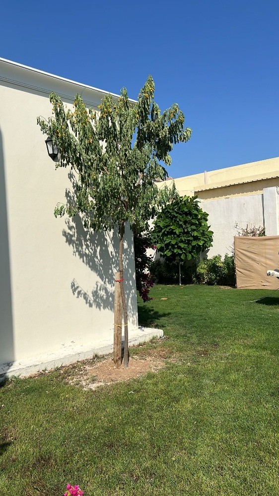 اشجار الزينه - 5