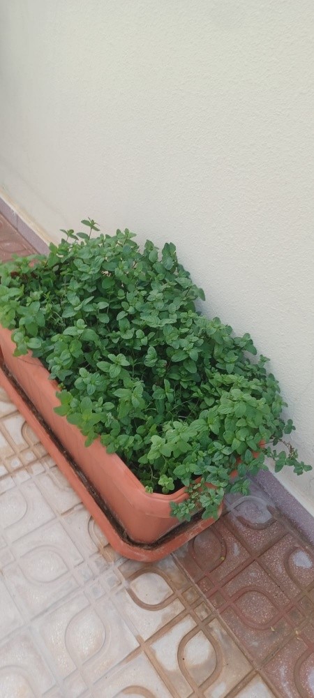 اشجار الزينه - 3