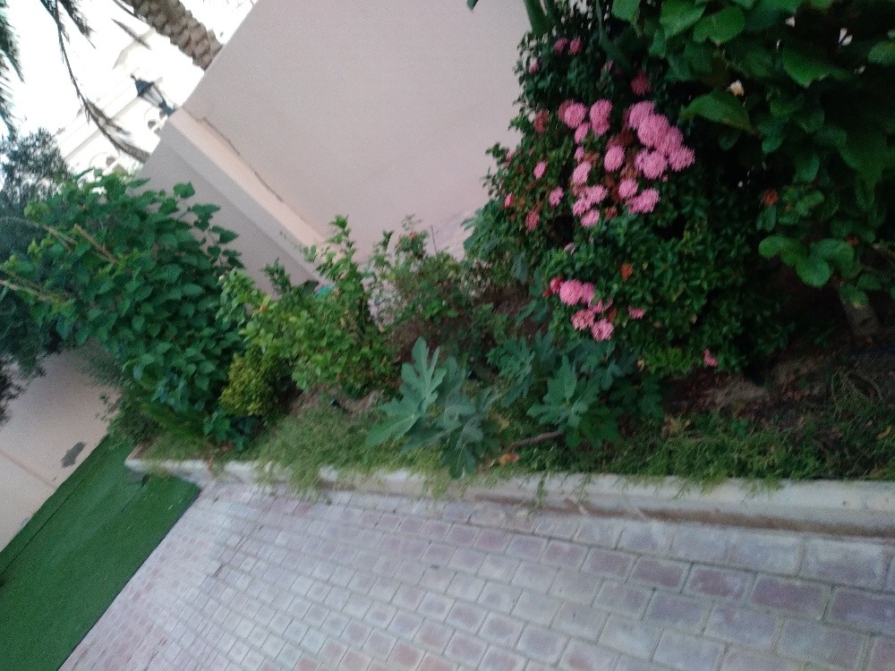 اشجار الزينه - 2
