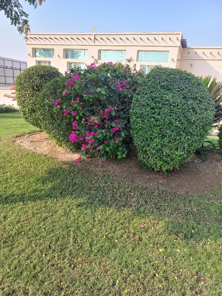 صيانة جميع الحدائق - 6