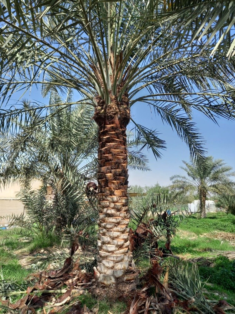 تكريب وتلقيح - 6