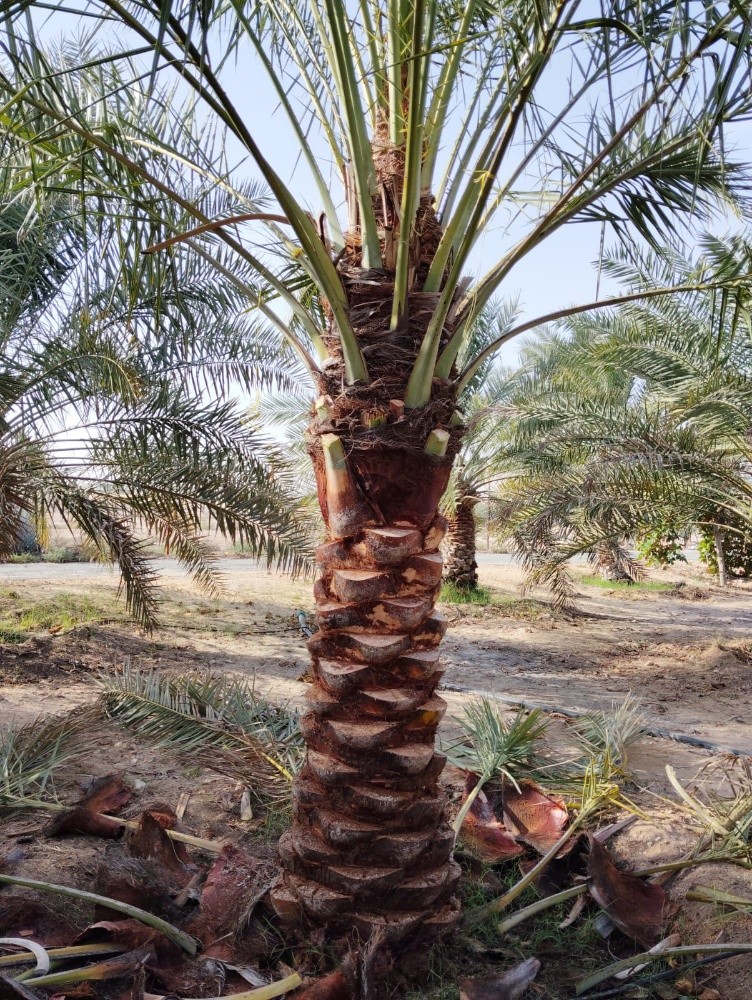 تكريب وتلقيح - 9