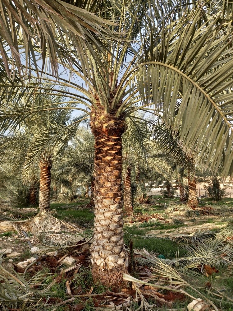 تكريب وتلقيح - 5