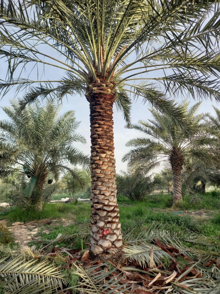 تكريب وتلقيح - 7