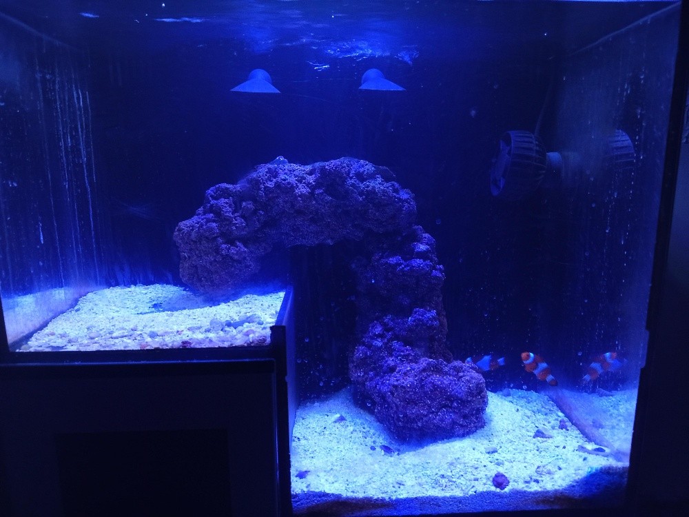 marine aquarium. reefaquarium - 2