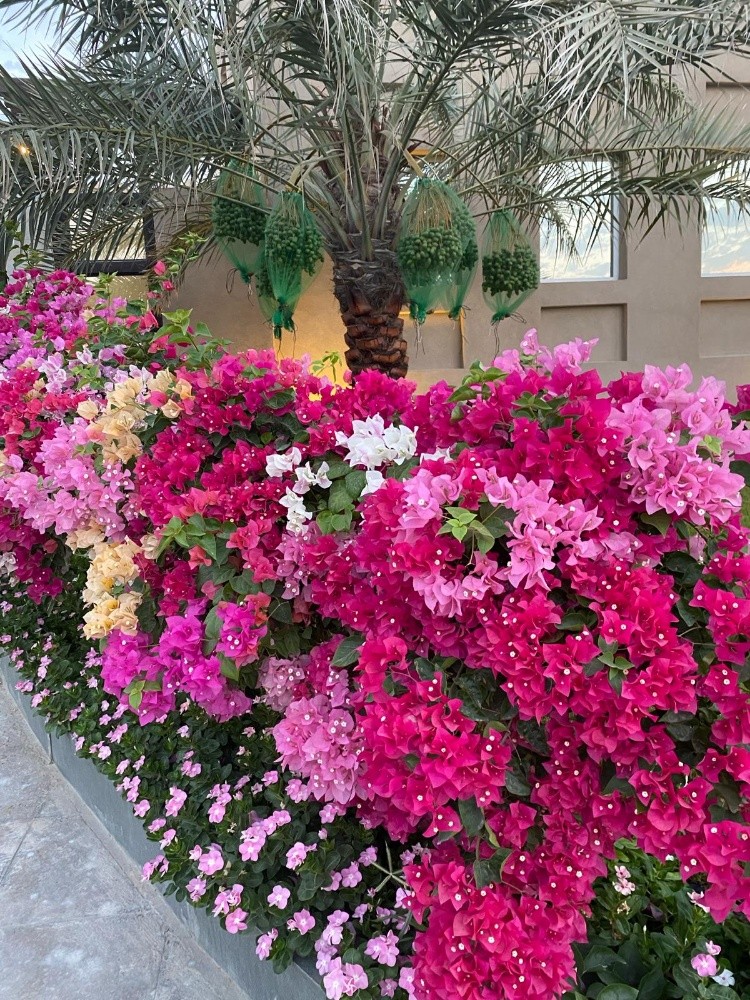 مزارع.    55079950 - 2