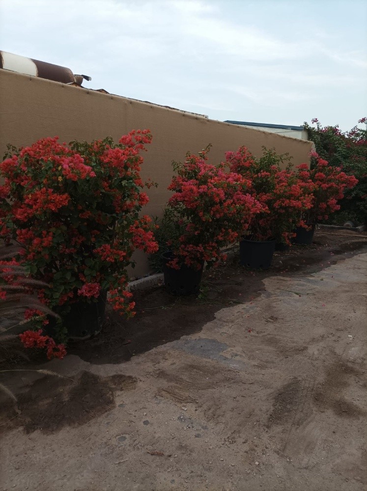 مزارع.    55079950 - 14