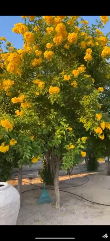 منسق ومصمم حدايق 55079950 - 13