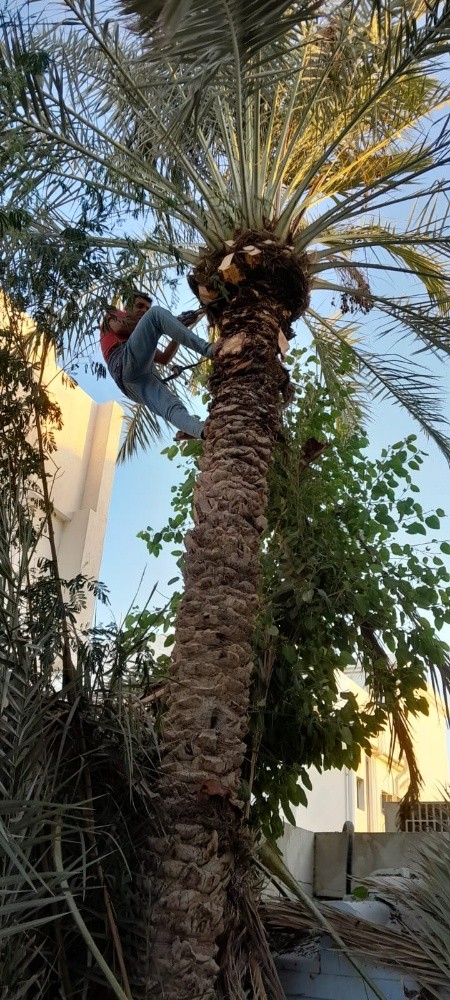 العنايه ف النخيل - 2