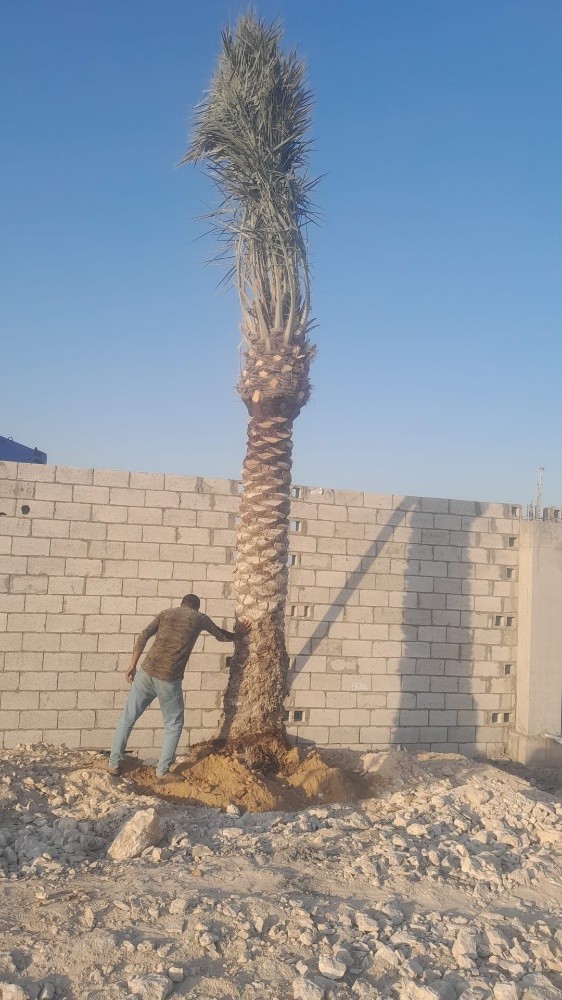 العنايه ف النخيل - 1