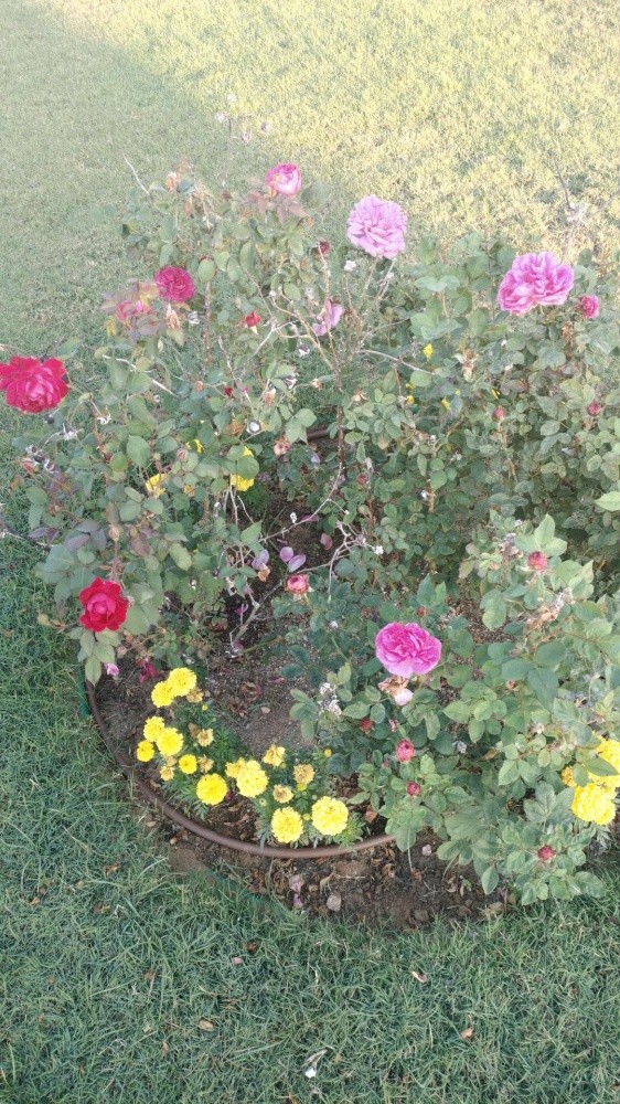 زراعة الحدائق - 1