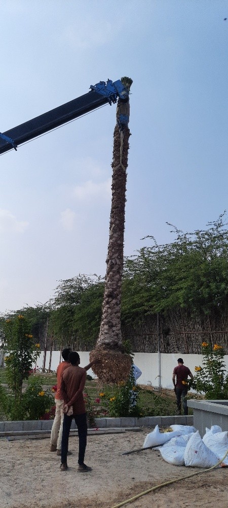 شجر واشنطونيا - 3