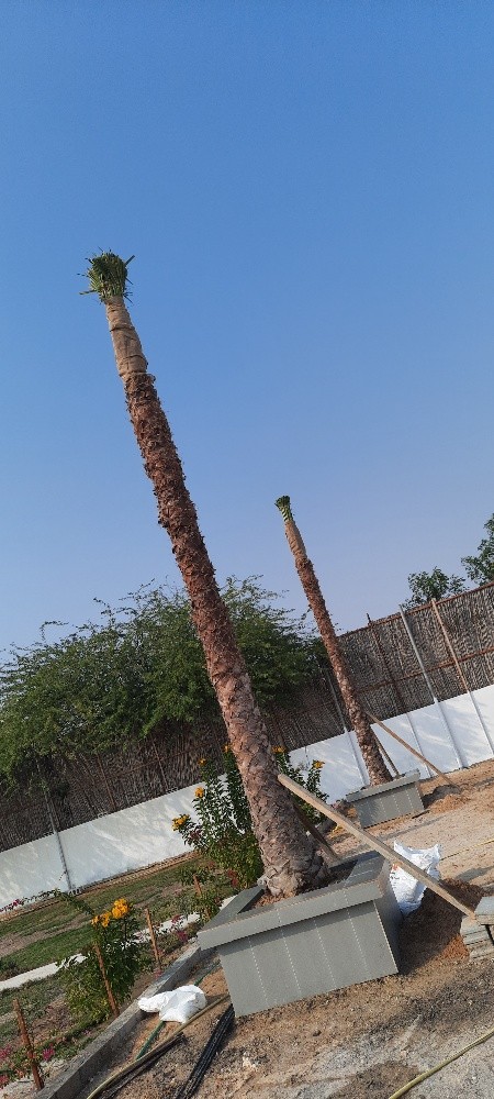 شجر واشنطونيا - 1