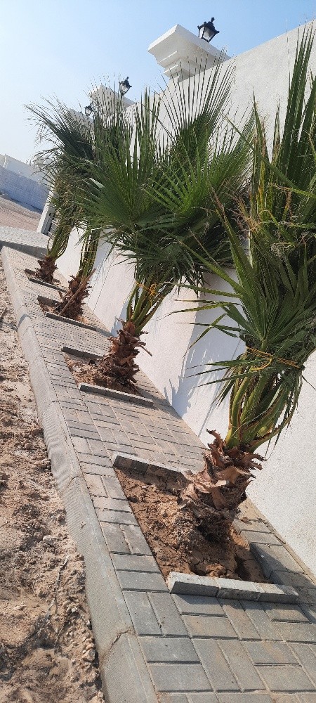 شجر واشنطونيا - 7
