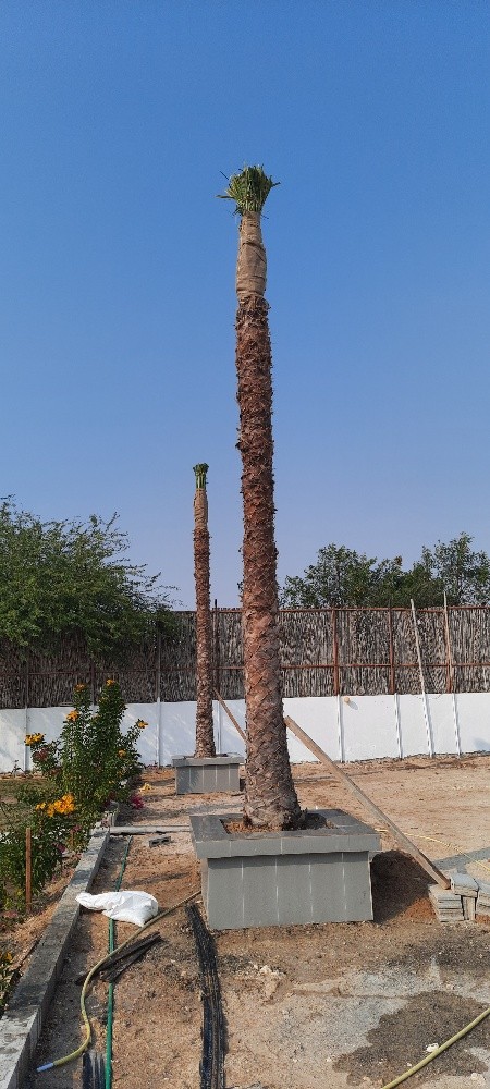شجر واشنطونيا - 4