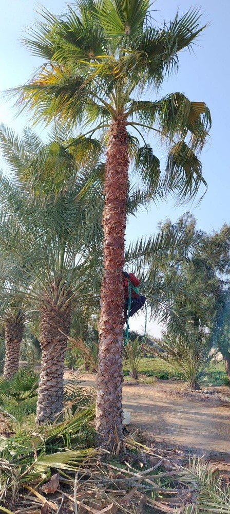 شجر واشنطونيا - 5