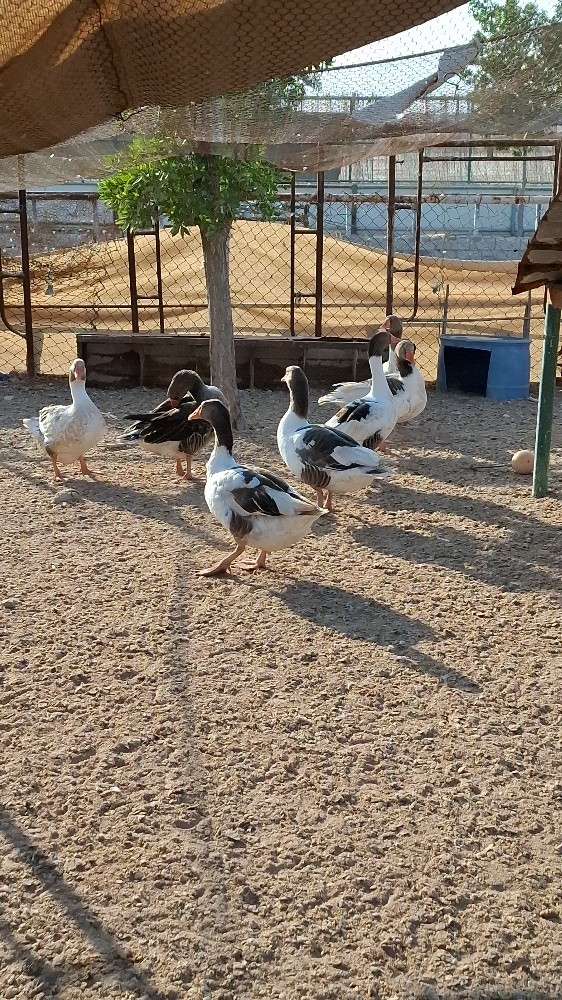 الوز - 2