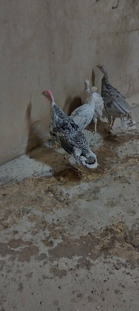 رومي إنتاج مزاع فارما - 1