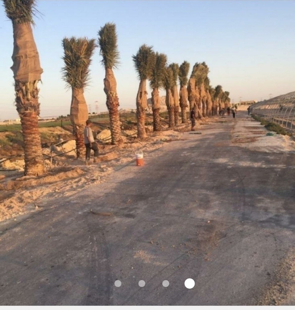 الجزيزه لزراعه والديكور - 9