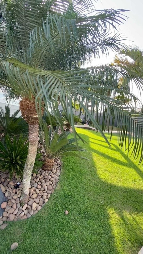 زراعه وديكور - 5